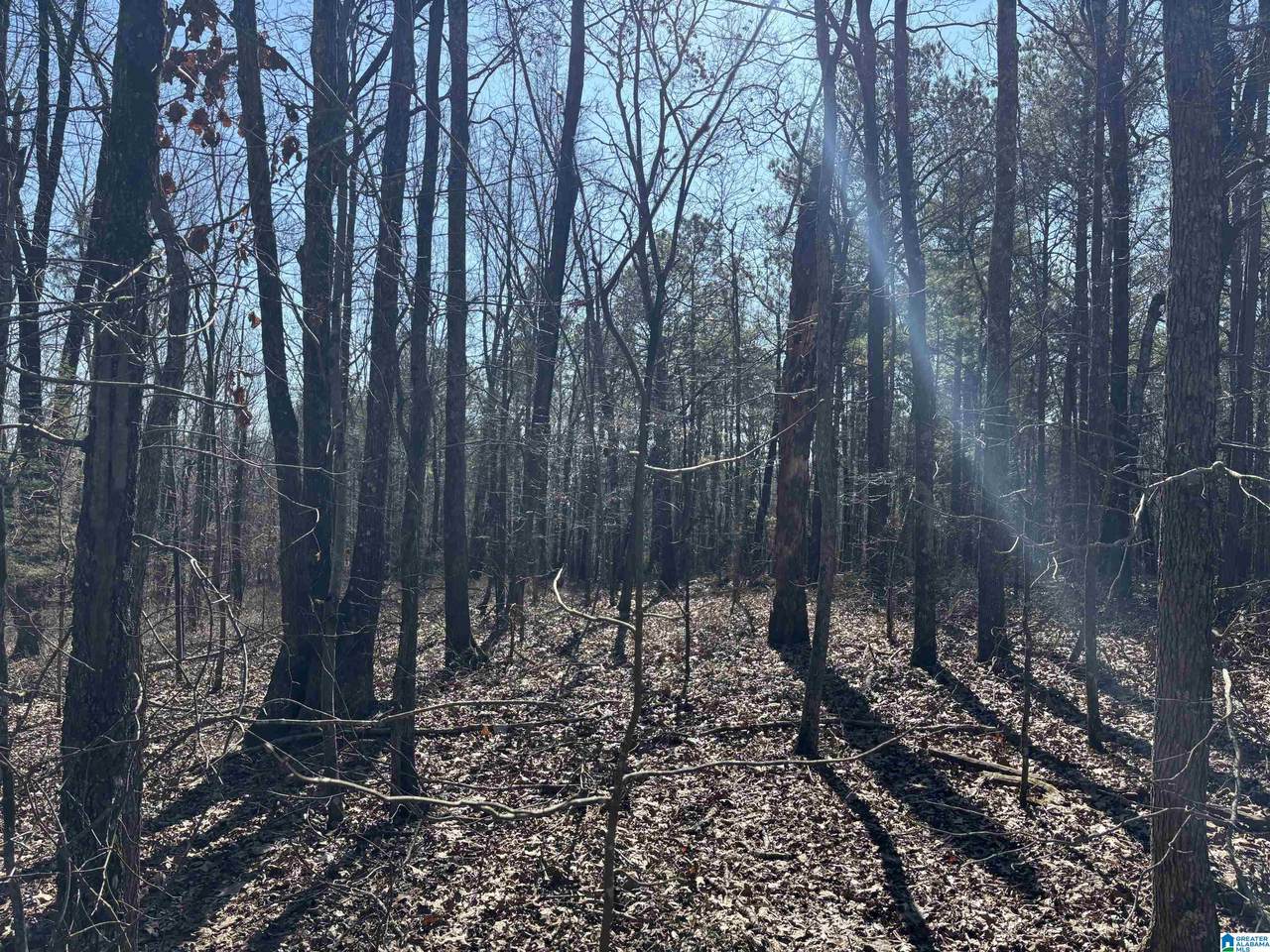 24+/- Acres County Road 71 - Photo 1