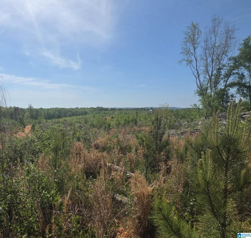 Tract 8 County Road 256 - Photo 1