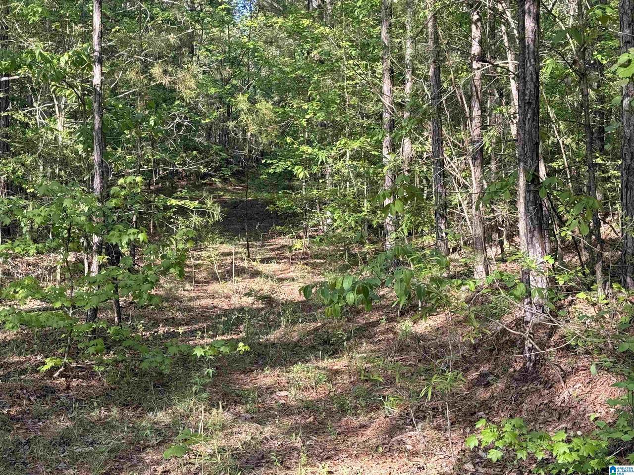0 Piney Woods Road - Photo 1