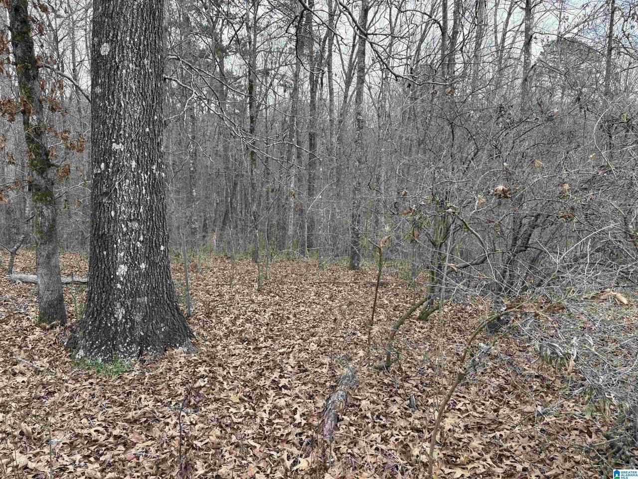 9906 Trammel Road - Photo 1