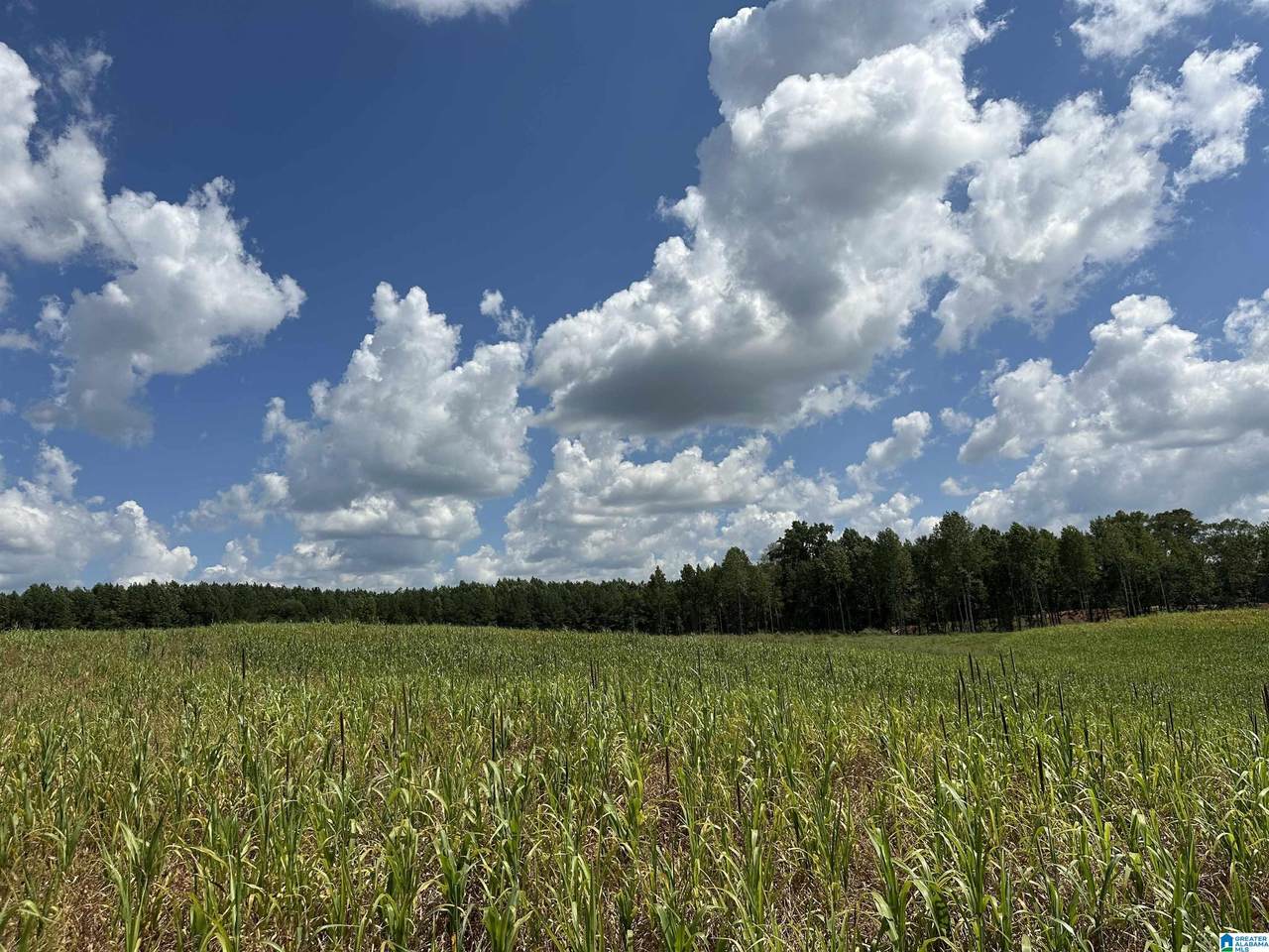 0 County Road 246 - Photo 1