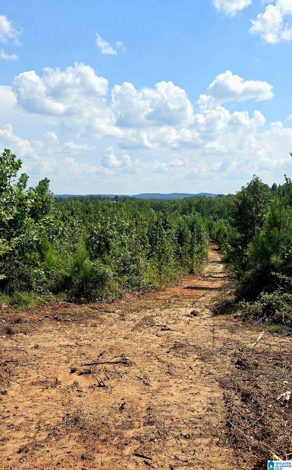 Tract 7 County Road 256 - Photo 1