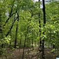 Lot 127 Post Oak Road - Photo 4