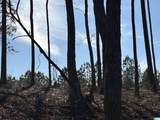 Lot 11 County Road 499 - Photo 4