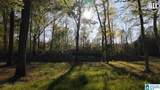 200 Heritage Pines Boulevard - Photo 11