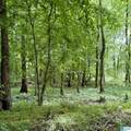 0 Poplar Trail - Photo 10