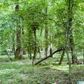0 Poplar Trail - Photo 11