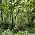 0 Poplar Trail - Photo 2