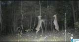 0 Gilmer Avenue - Photo 12
