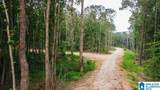 Tract 2 343 County Road 892 - Photo 16