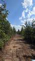 Tract 7 County Road 256 - Photo 6
