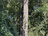  Slick Lizzard Road - Photo 3