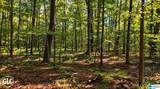 288 Seven Sweet Gums Road - Photo 10