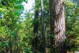 0 Shady Grove Road - Photo 16
