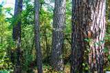 0 Shady Grove Road - Photo 6