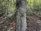 40+/- Acres County Road 457 - Photo 25