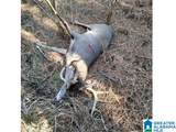  Us Hwy 231 - Photo 20