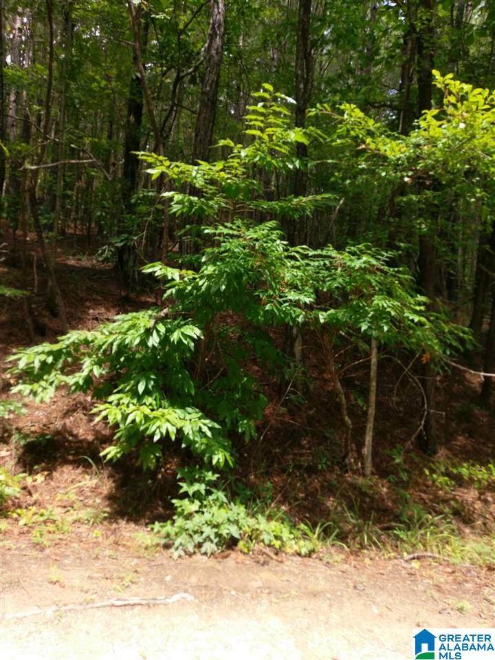 28250 Hwy 31 - Photo 1