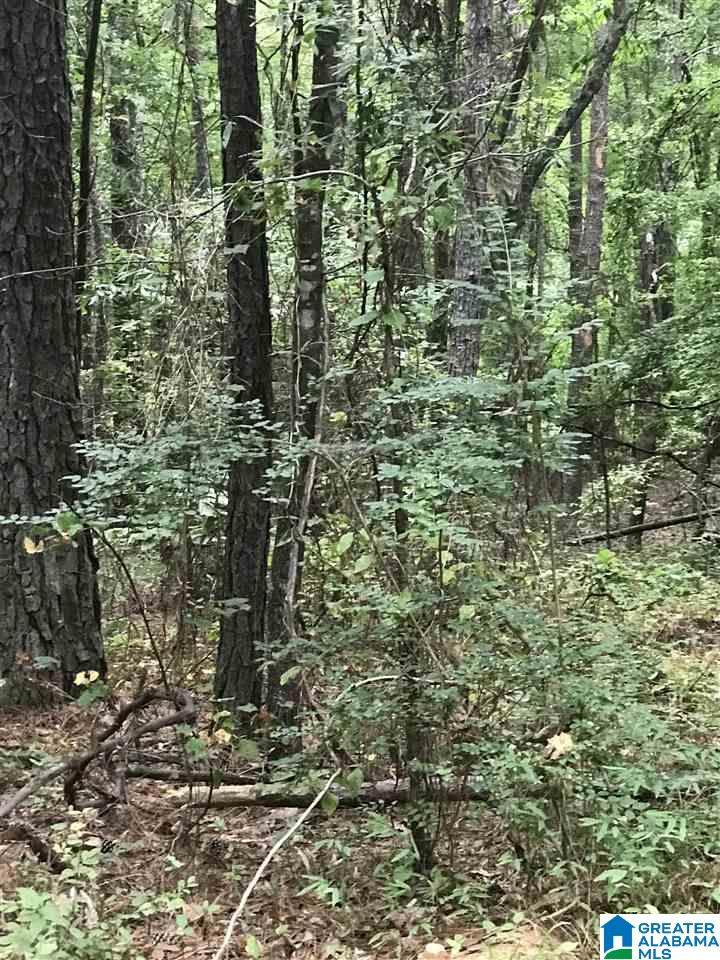 Lakeside Lane - Photo 1