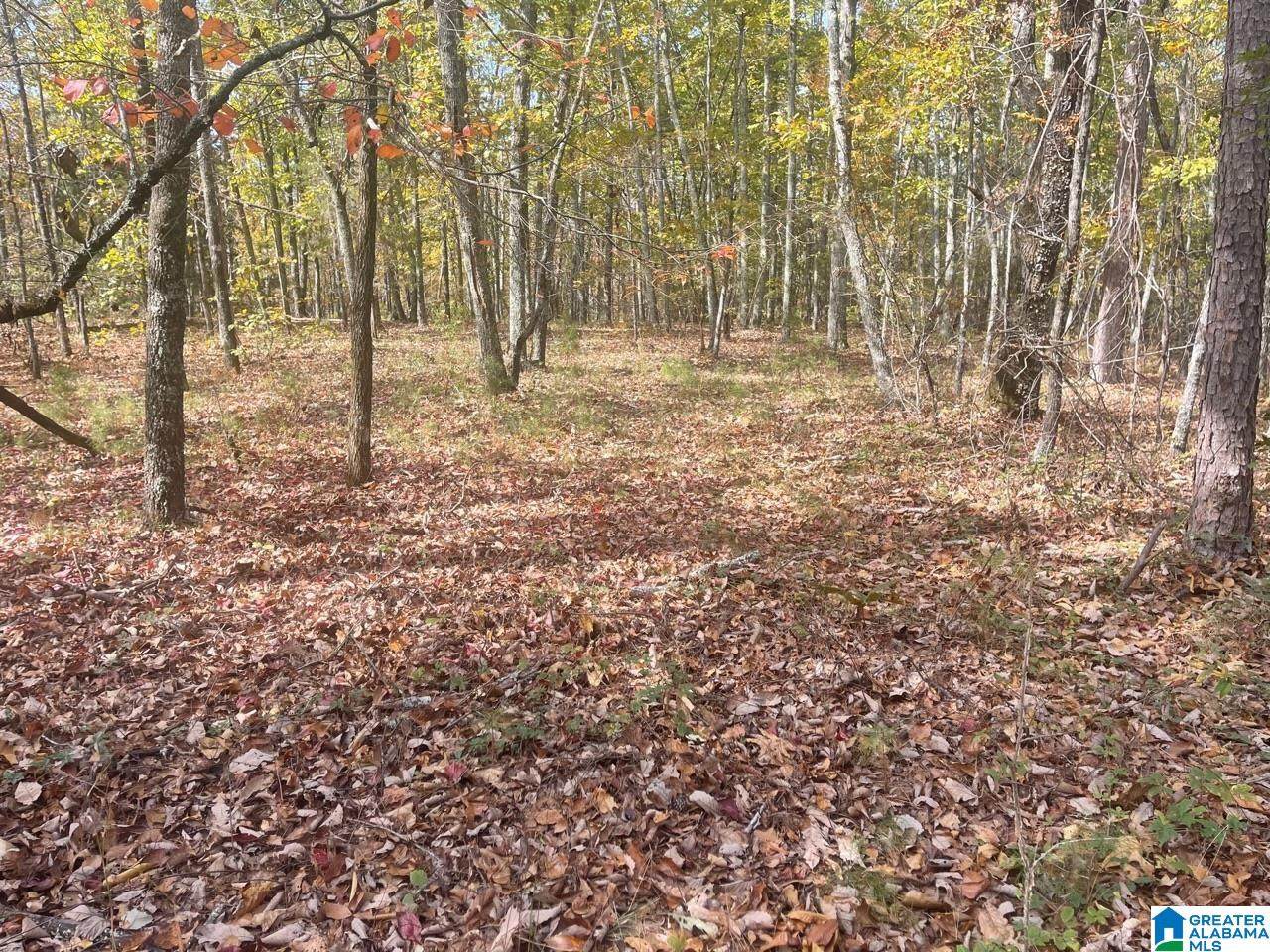 36 acres County Road 30 - Photo 1
