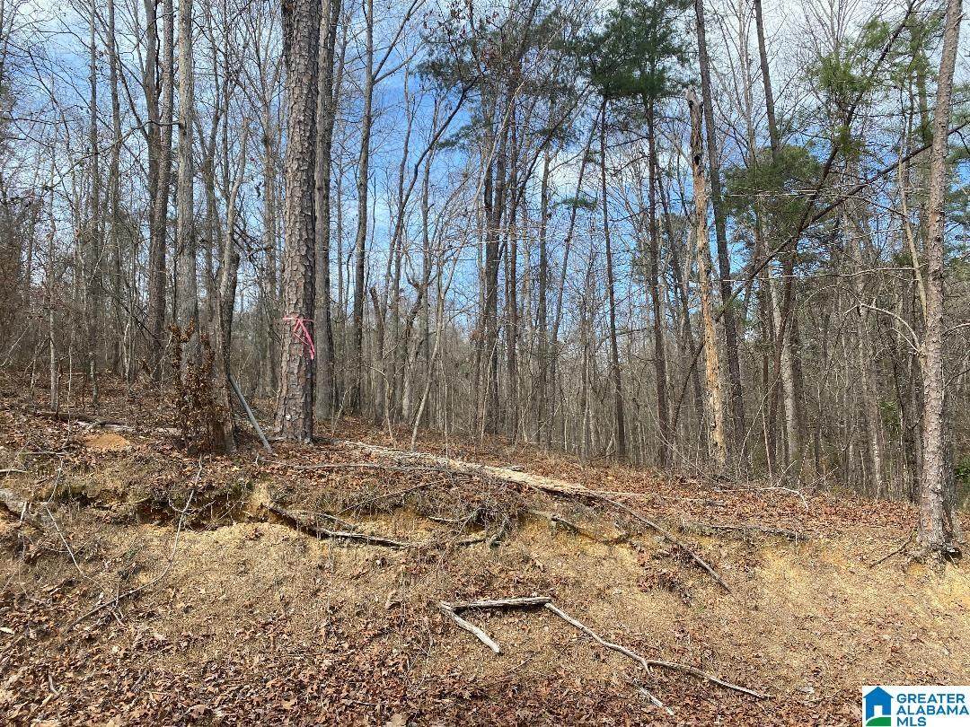  Raccoon Branch Road - Photo 1