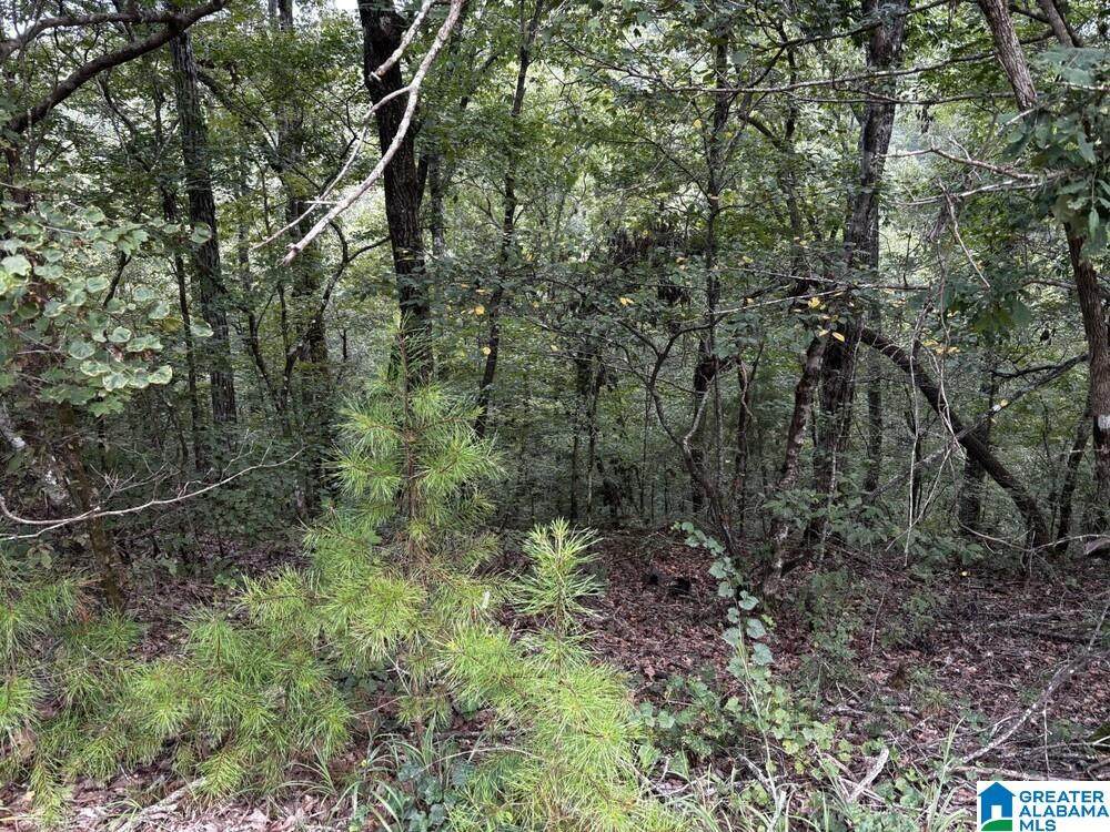 63 +/- Acres Stanley Road - Photo 1