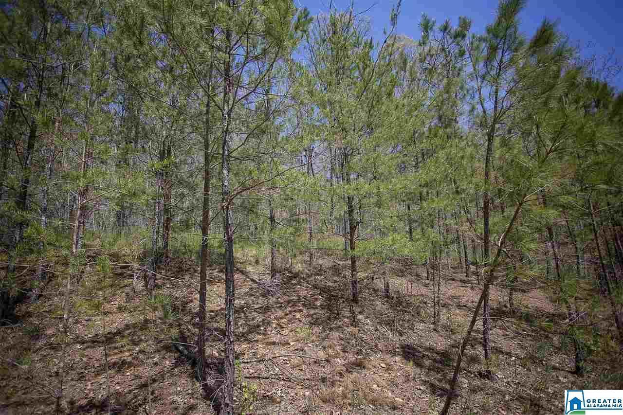 00 Pine Heart Dr - Photo 1