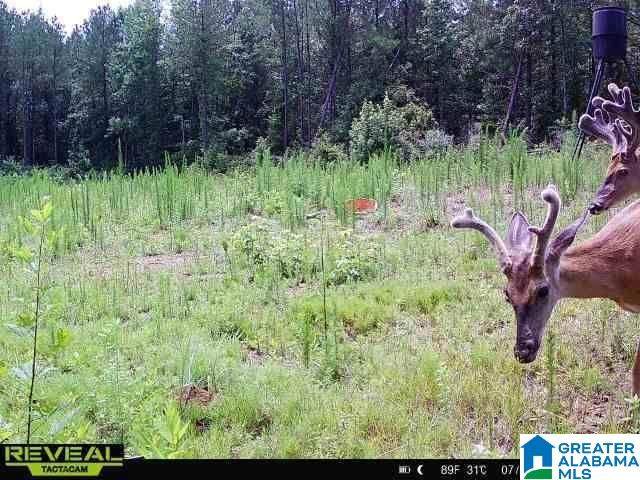 3653 Tabernacle Road - Photo 1