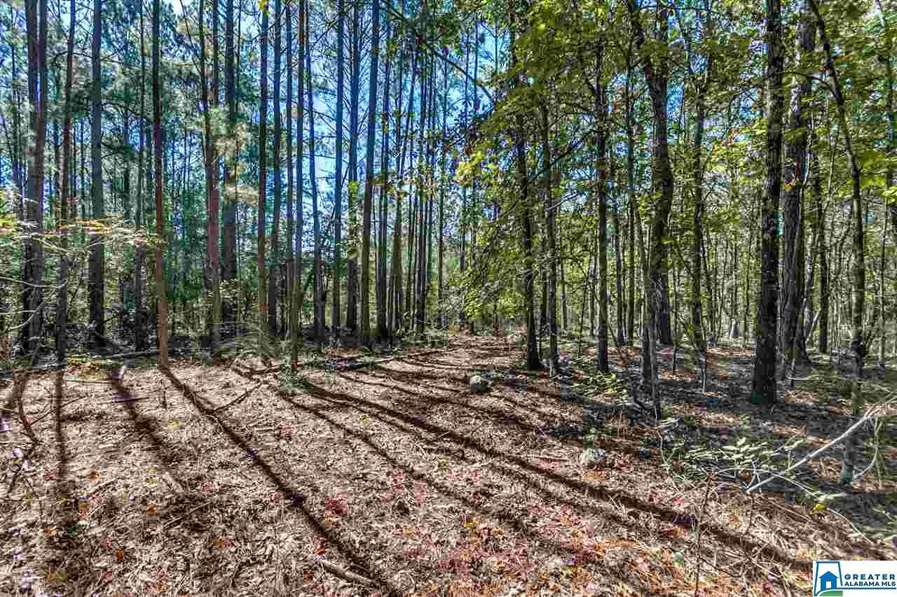 384 Wolf Pond Rd - Photo 1
