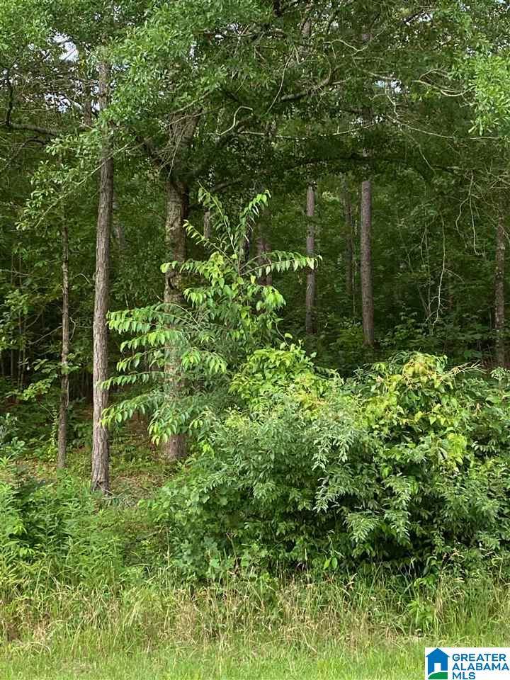 0 Funderburg Bend Road - Photo 1