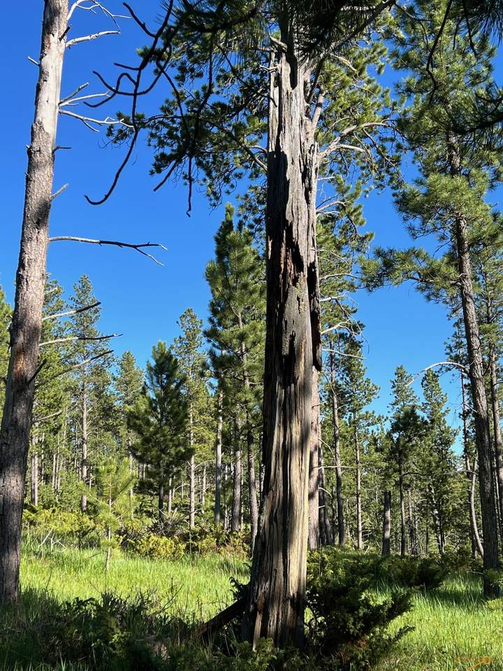 Lot 7 Boles Canyon Rd - Photo 1