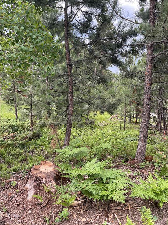 TBD Birch Dr - Photo 1