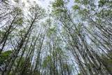 231.68 Acres White Forest Rd - Photo 8