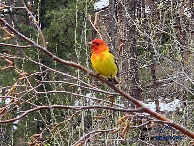 https://bt-photos.global.ssl.fastly.net/blackhills/1280_boomver_1_179330-2.jpg