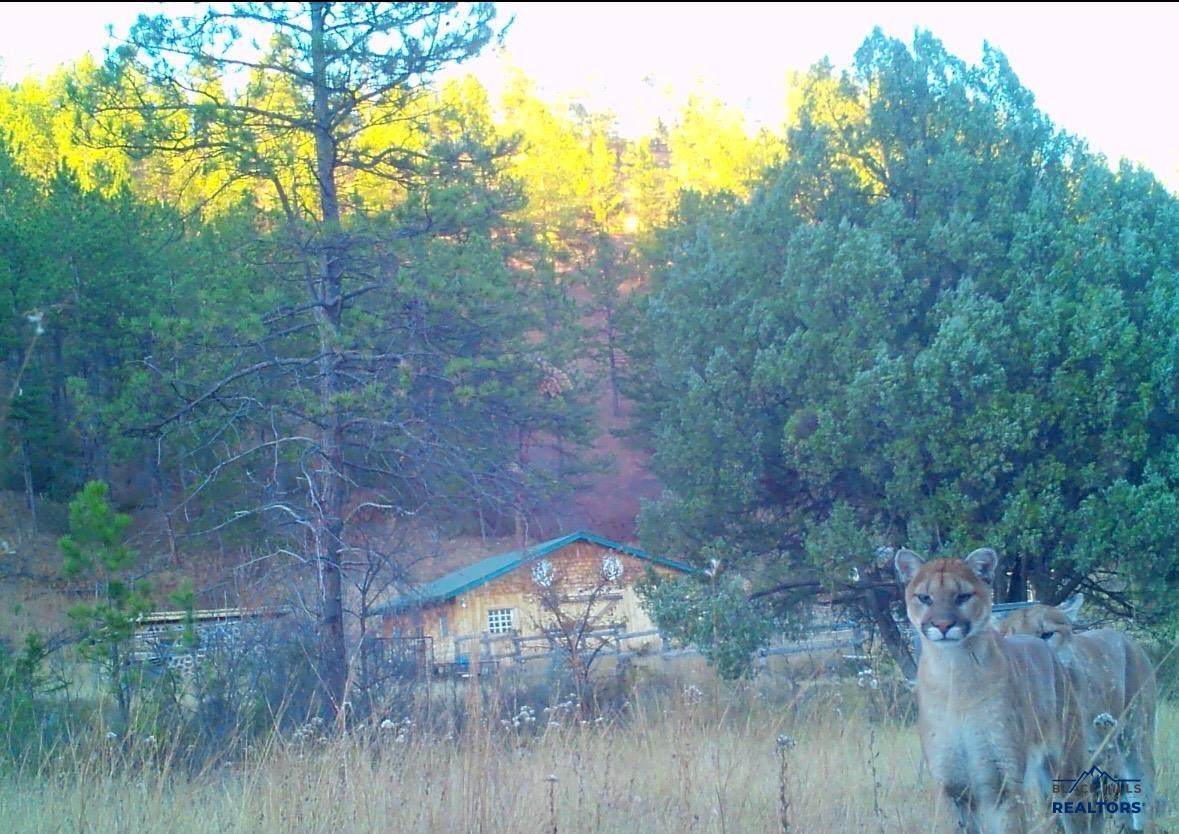 TBD Hot Brook Canyon Rd - Photo 1