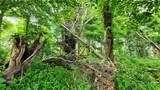 TBD Beech Mountain Road - Photo 7