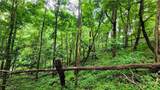 TBD Beech Mountain Road - Photo 8