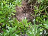 TBD Hattie Hill Road - Photo 23