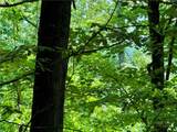 35 Acres Lot 23 Bear Track Lane - Photo 5