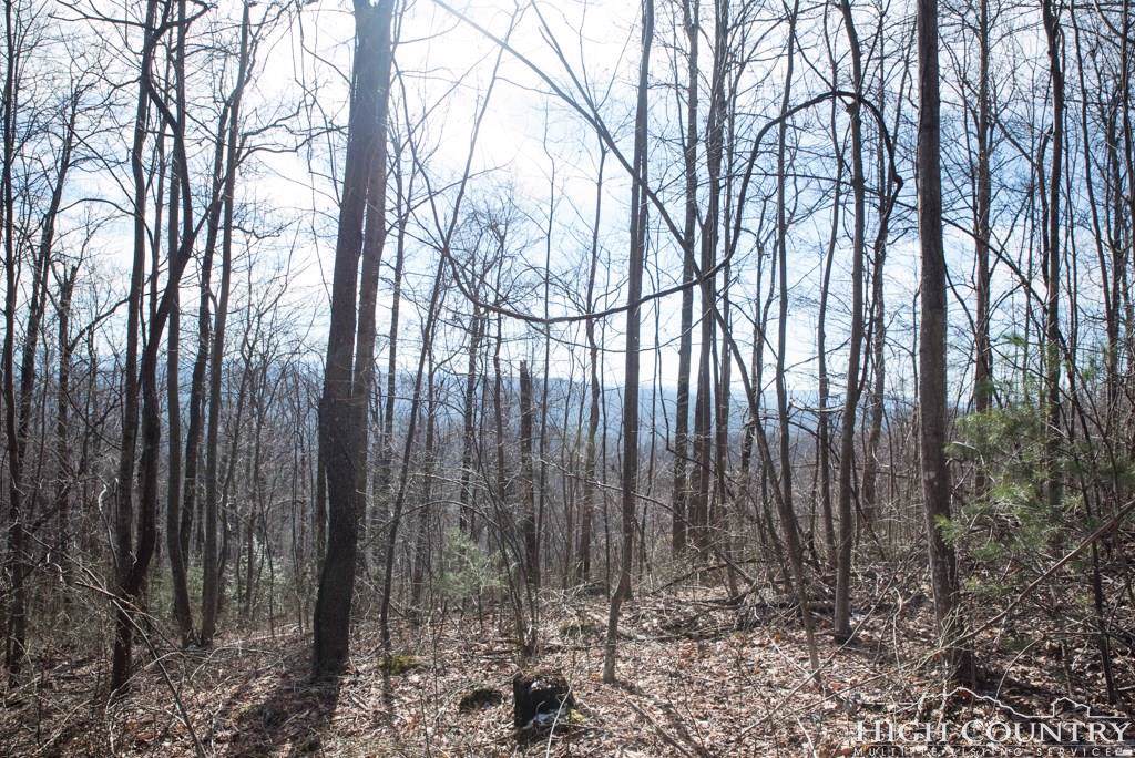 TBD Patton Ridge Road - Photo 1