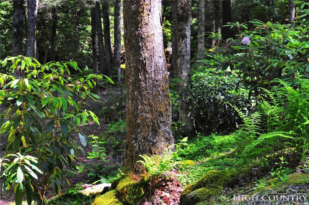 TBD Summit Forest Way - Photo 1