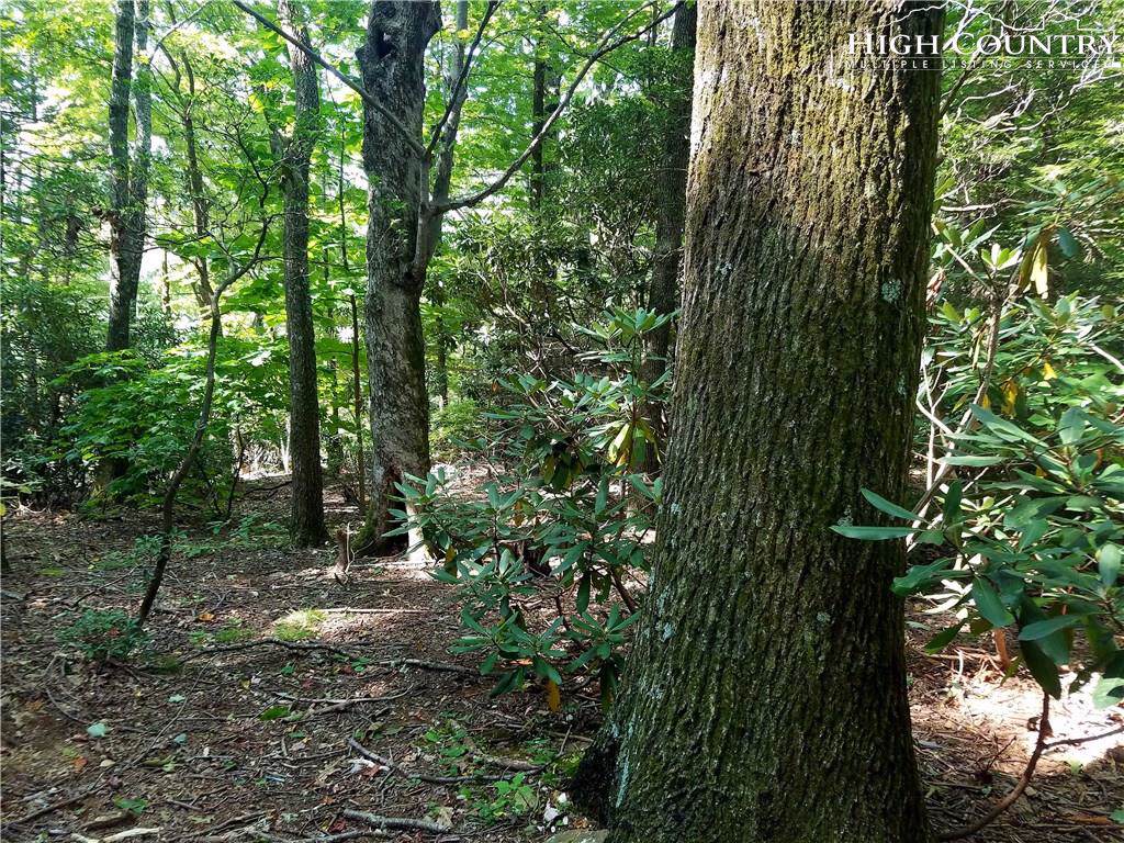 Tbd Thunderhead Trail - Photo 1