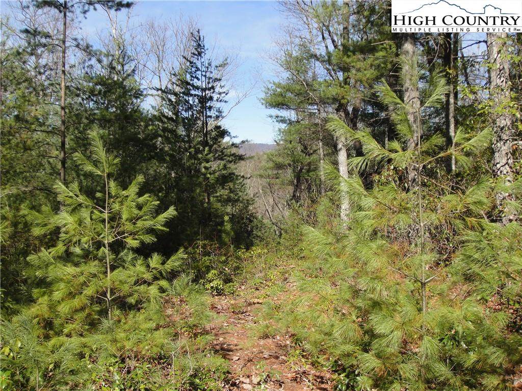 Lot 119 Rich Pine Drive - Photo 1