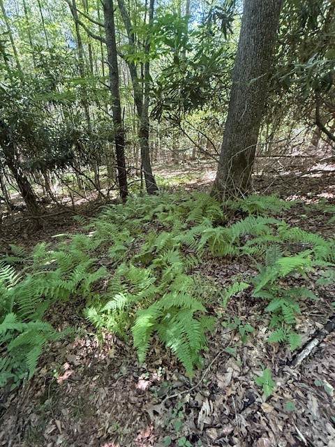 TBD Lot 20 High Meadows Lane - Photo 1