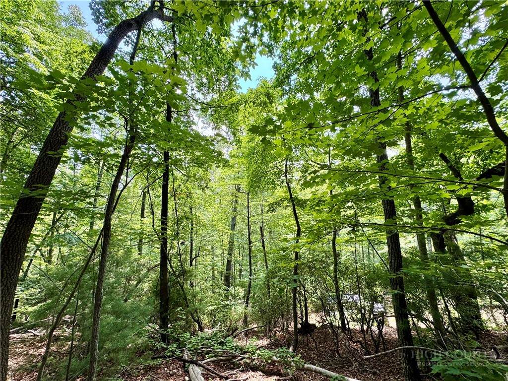 35 Acres Lot 23 Bear Track Lane - Photo 1