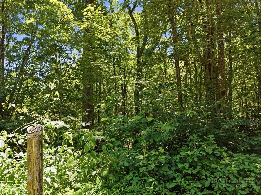 Lot 29 Chickasaw Trail - Photo 1