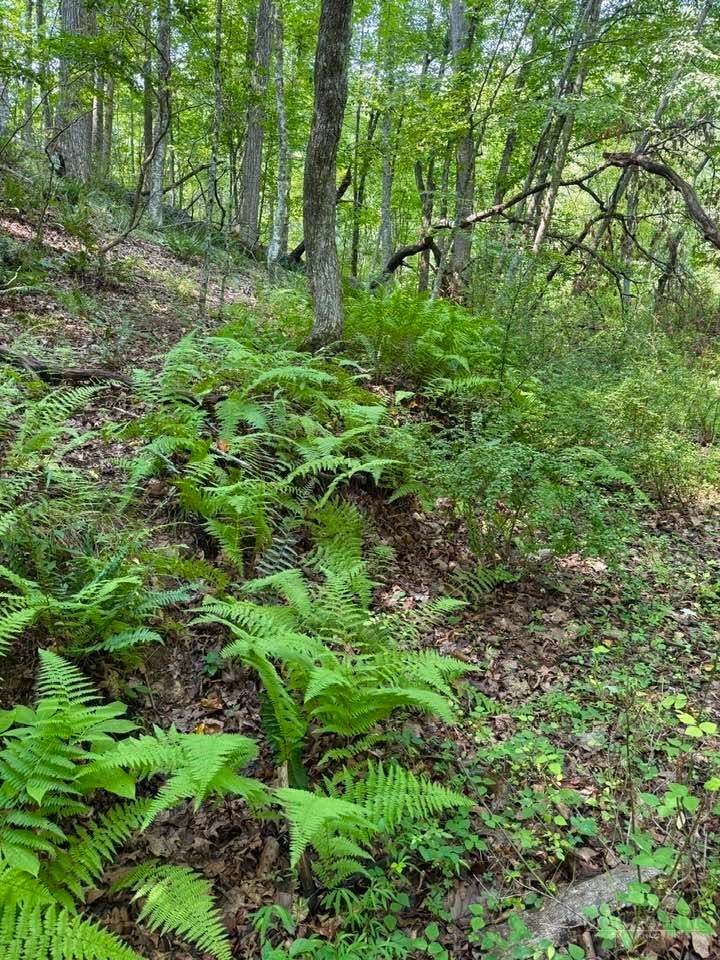 TBD Grassy Creek Road - Photo 1