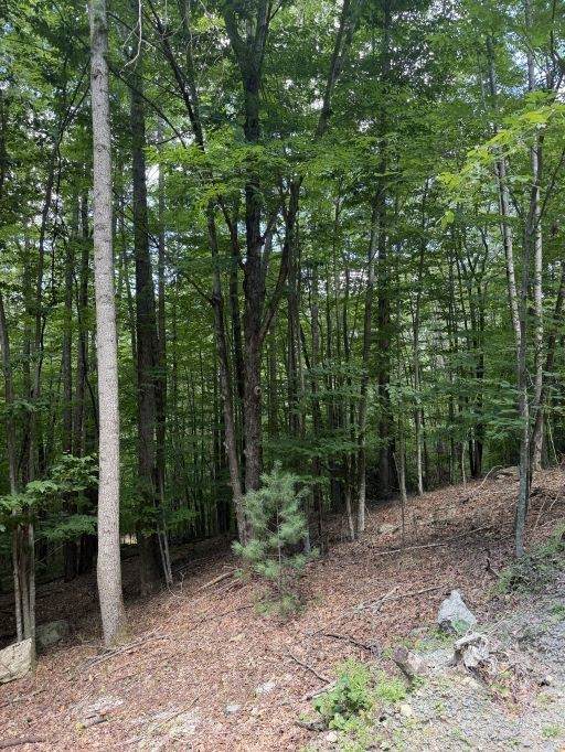 141 Sassafrass Road - Photo 1