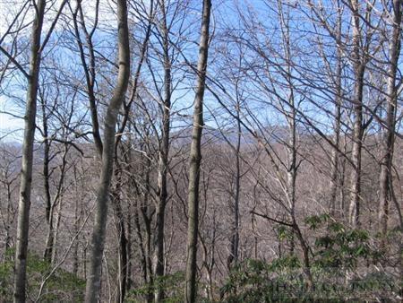 0 Pack Hill Road - Photo 1