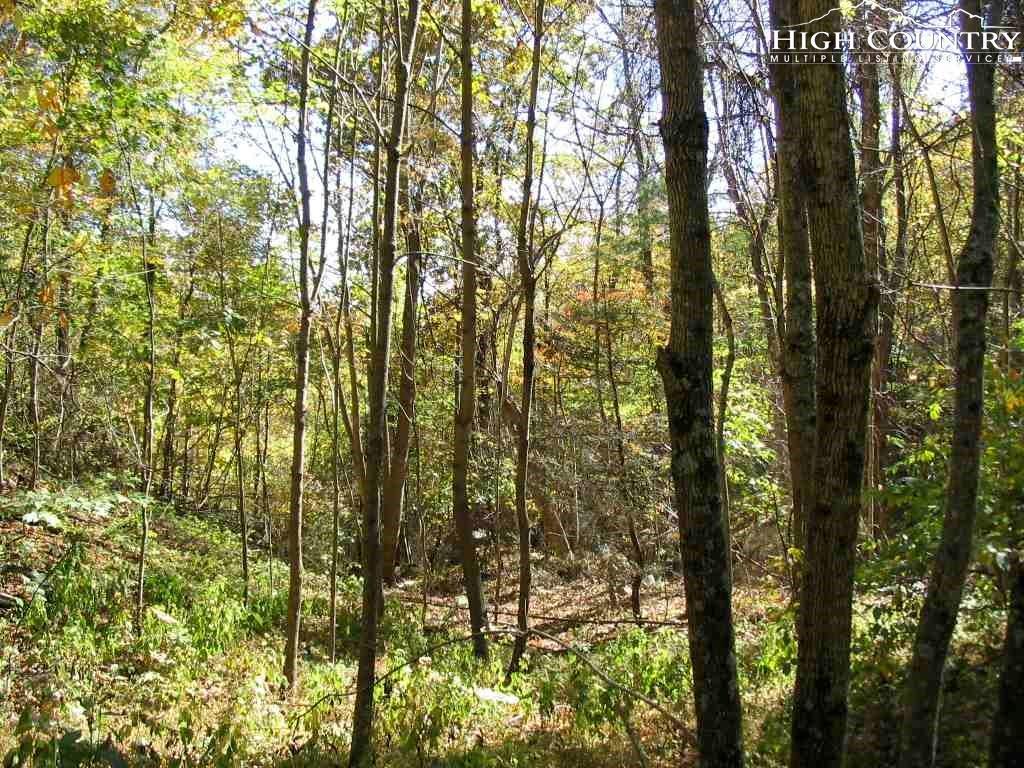 Tbd Clearwater Springs Trail - Photo 1